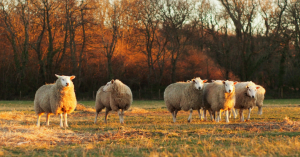 Schafe und Ziegen entwurmen