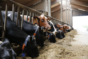 Energie für die Milchkuh – Pansen