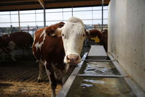 Wie viel Wasser ben&ouml;tigt ein Rind?