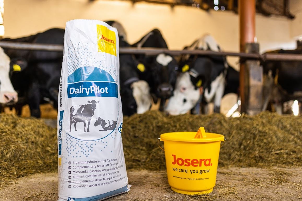 Żywienia bydła mlecznego z mieszanką Josera DairyPilot