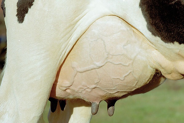 Der Milchpreis sinkt – ein Grund mehr an die Tiergesundheit zu denken