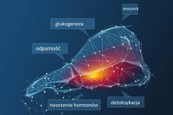 DairySafe – wątroba krów w dobrej kondycji