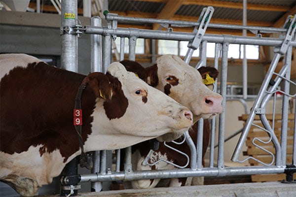 Fresh-Cow-Management