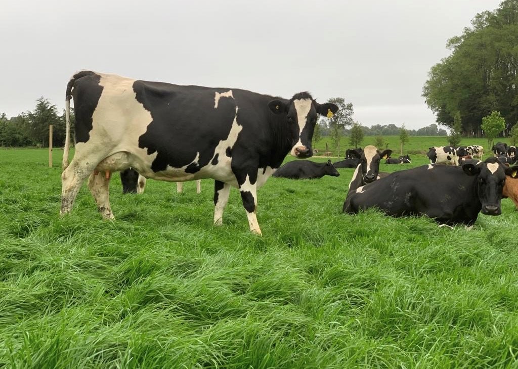JOSERA DairySafe – für mehr Milch und weniger Ketose