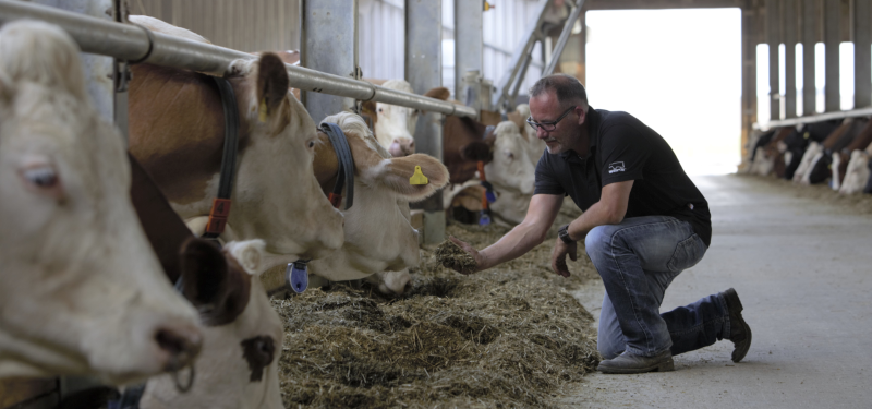 Futtereffizienz Rind verbessern