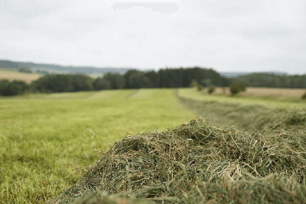 Mit Grassilage den Erfolg steigern