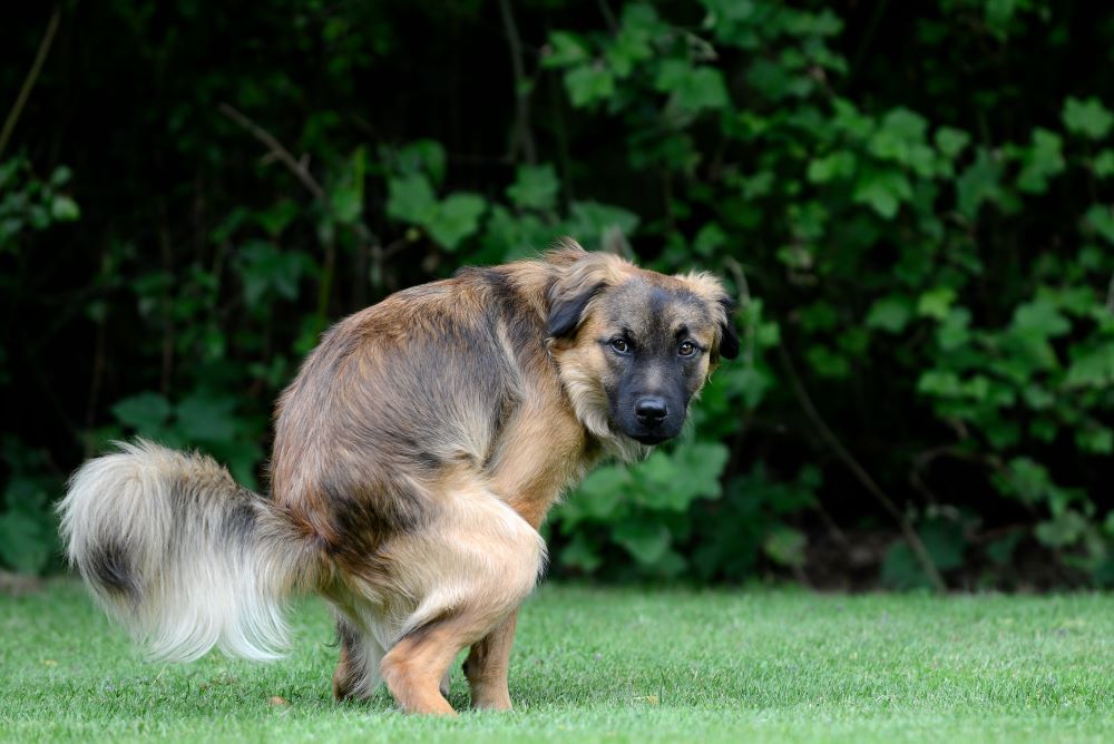 Hundekot auf Wiesen