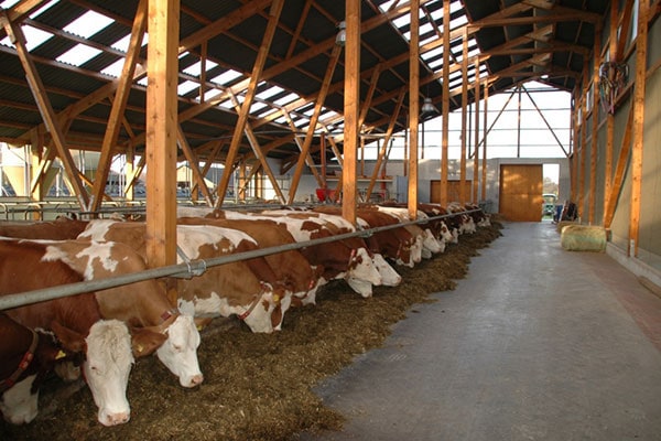 Stallhygiene bei Rindern – Setzen Sie auf das richtige Konzept!