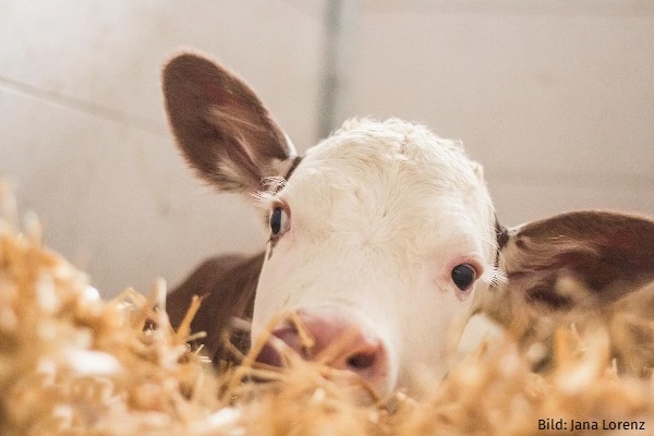 Azidose beim Kalb – kann ich vorbeugen?