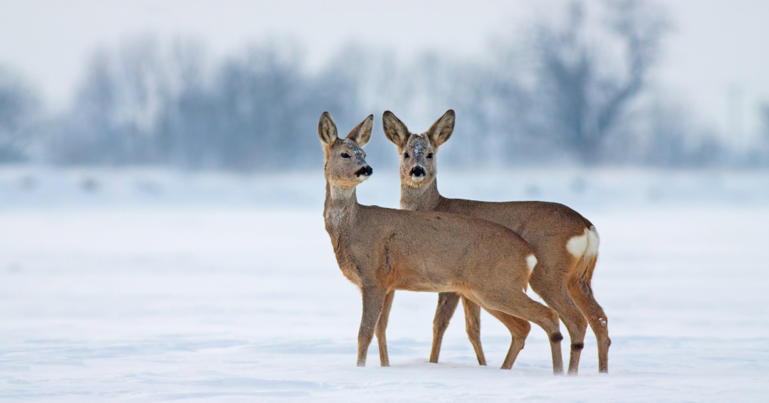 rehwild winter