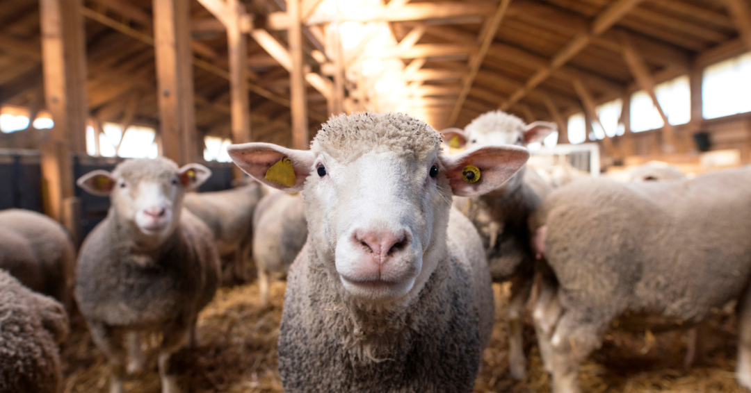 Fütterung von Schafen im Winter