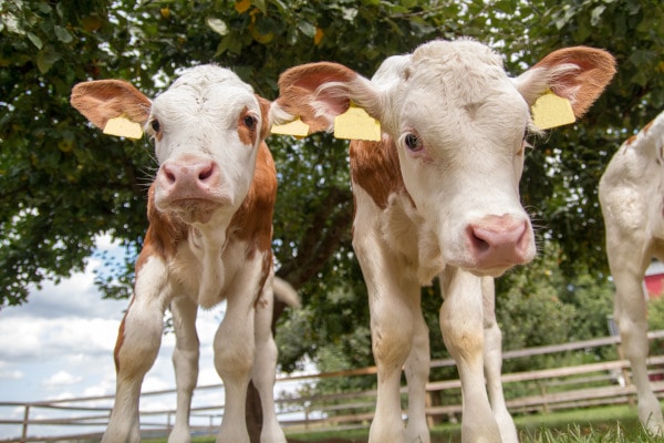 Lebendhefen in der Kälberfütterung – sinnvoll?