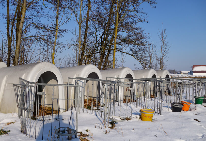 Hygiene im Kälberstall