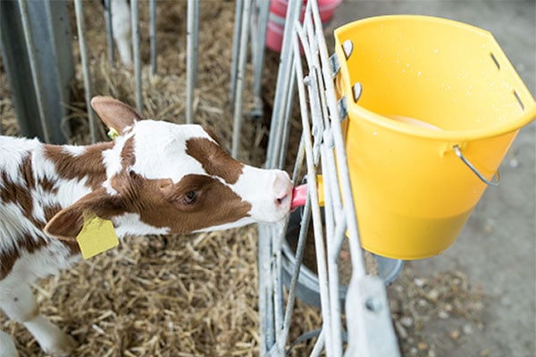 Immunitätslücken beim Kalb – „Damit die Immunantwort vom ersten Lebenstag an stimmt!“