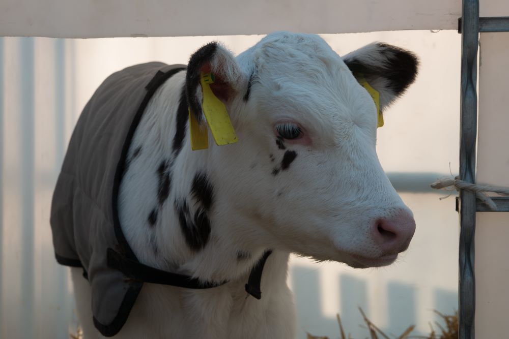 Kalb mit Kälberecke gegen Kälberhusten