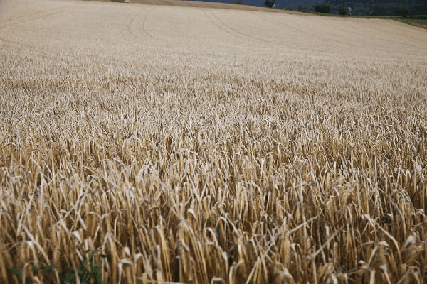 Getreide in der Milchviehfütterung