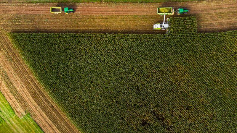 Maissilage - was gilt es zu beachten?
