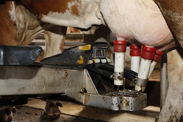 AMS – wie wichtig ist die Fütterung?