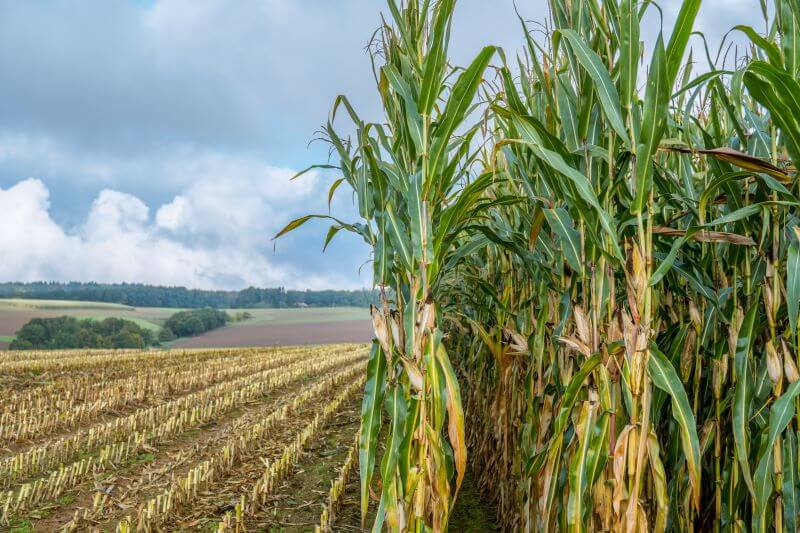 Vorteile Biogasanlage: Nachhaltige Energiepflanzen für Biogas