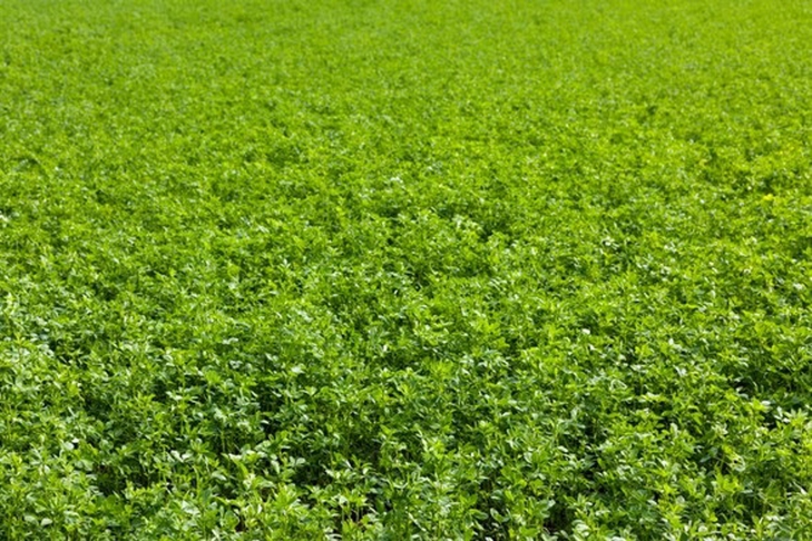 5 zasad przygotowania kiszonki z lucerny.
