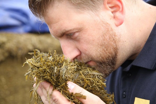 Mann riecht an SIlage
