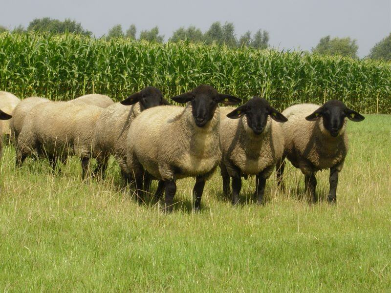 Schafrassen in Deutschland