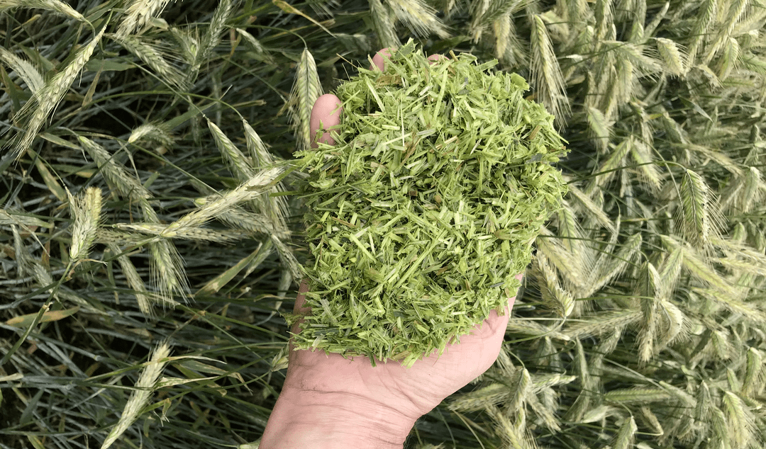 Die Ganzpflanzensilage als Futtersicherheit?
