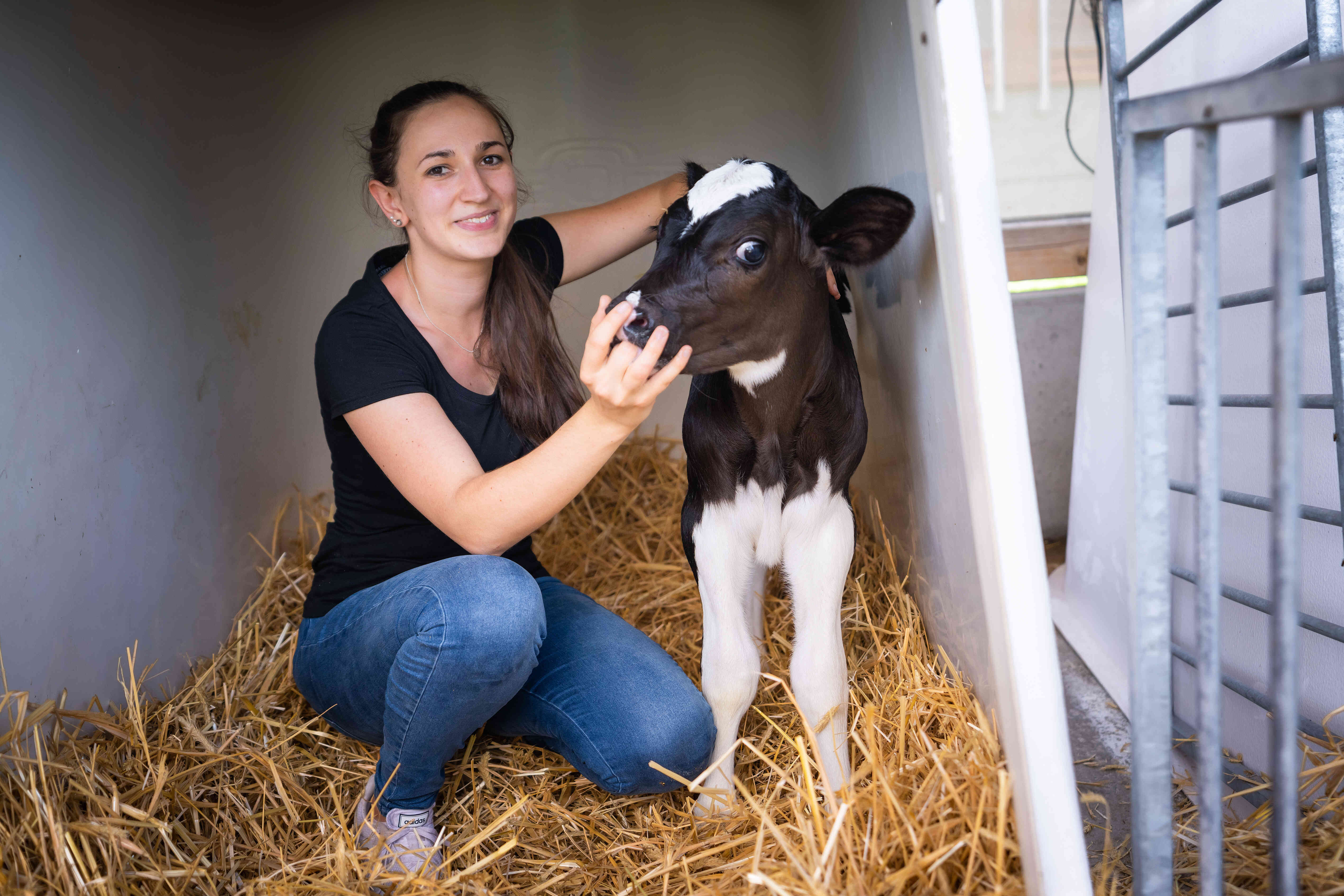 Die Kolostrumversorgung beim Kalb