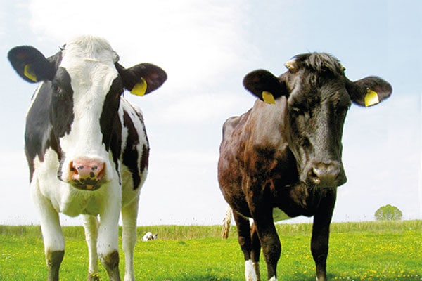 JOSERA Rinder auf dem Feld stehend