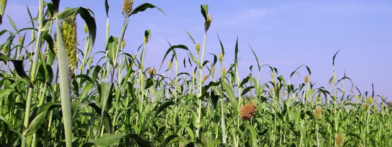 Sorghum silieren