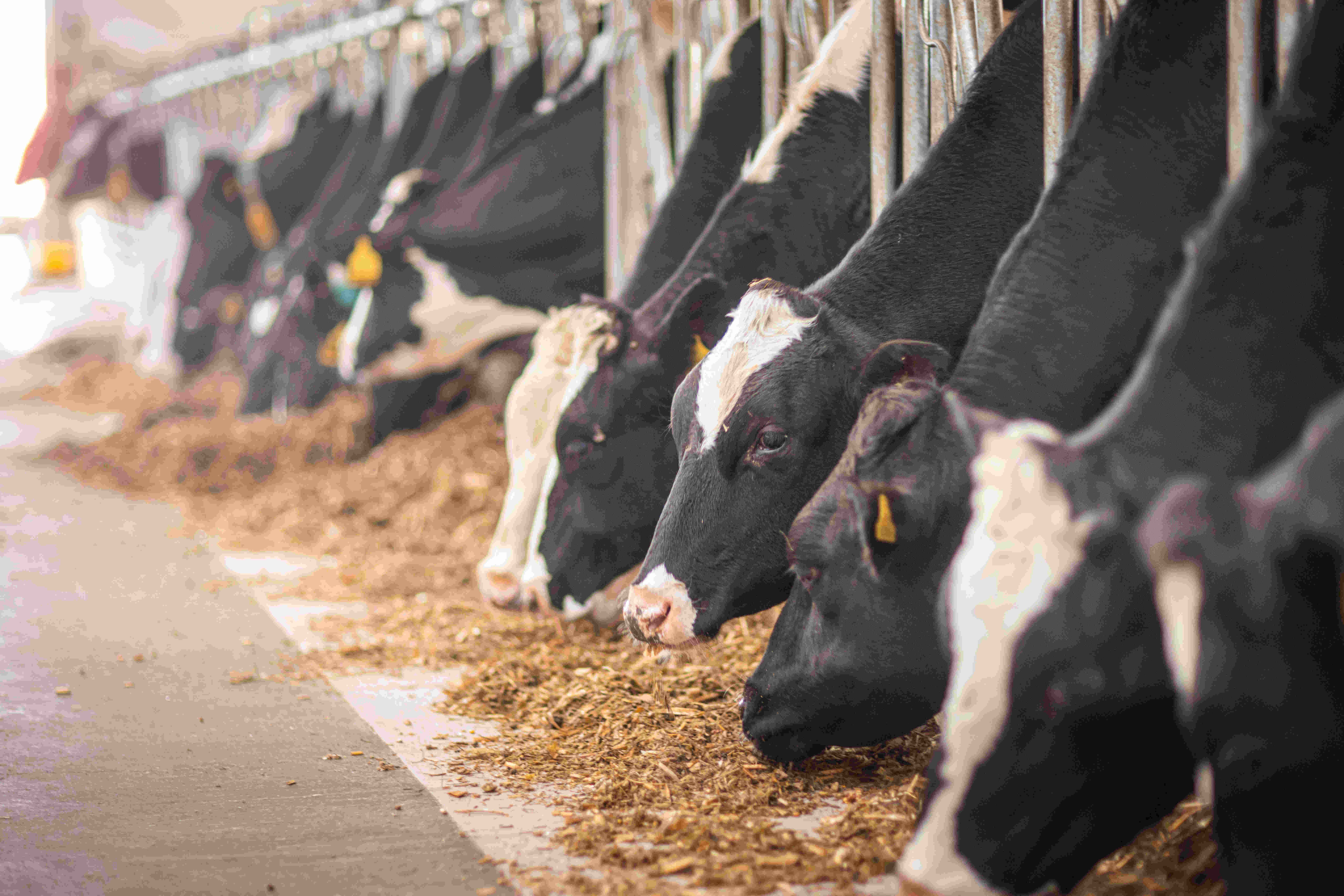 Langlebigkeit von Kühen