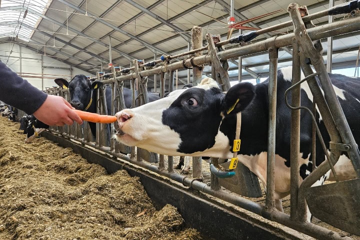 Poprawa wskaźników rozrodu w stadzie – beta-karoten