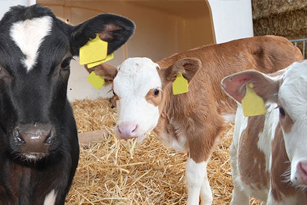 Der optimale Start fürs Kalb – und dann?