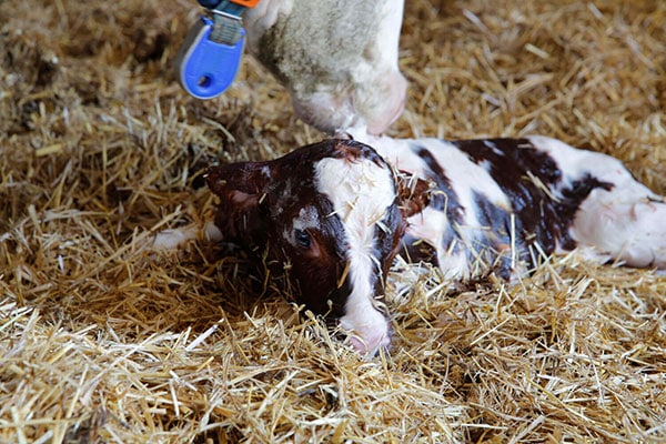 Kälberaufzucht leicht gemacht – die Fütterung