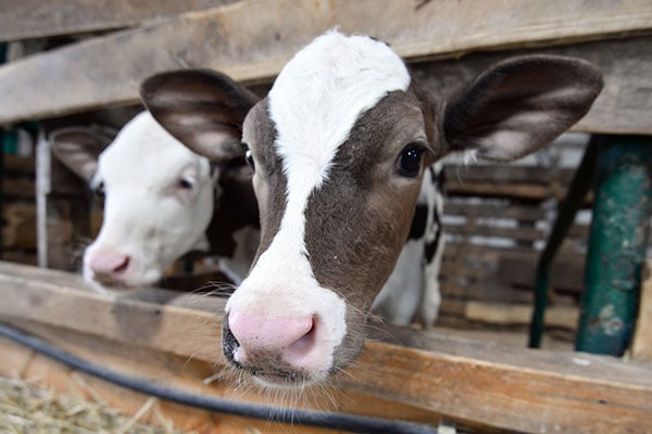 Alles Milch oder was? Das braucht ein junges Kalb!