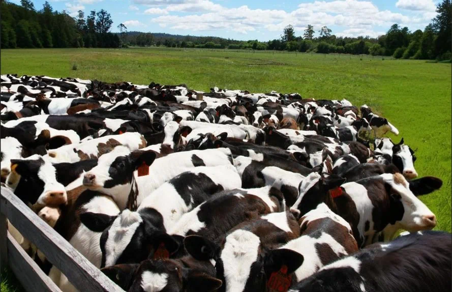 Płodność krów – kluczowy czynnik opłacalności hodowli bydła mlecznego