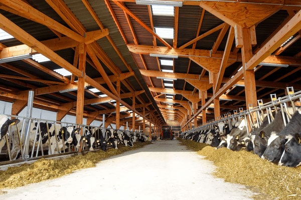 Tierwohl Milchkühe durch Fütterung