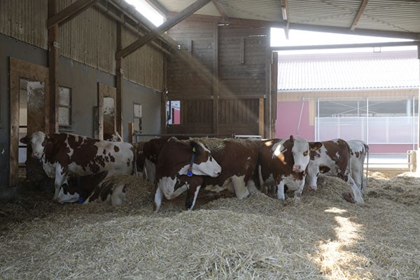 Die Kühe im Blick – ein Beitrag zu mehr Tierwohl und Betriebserfolg!