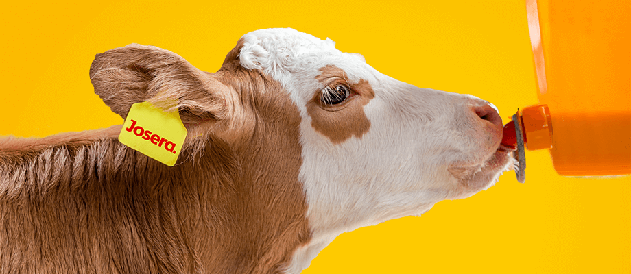 Ratgeber Kälberfütterung