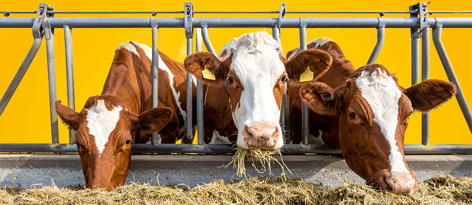Ratgeber Rinderfütterung