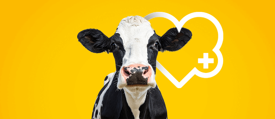 Ratgeber Rindergesundheit